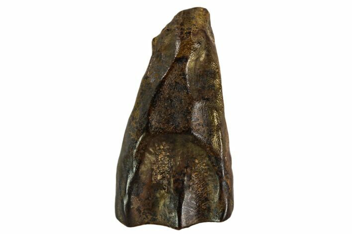 Triceratops Tooth - Montana #109098